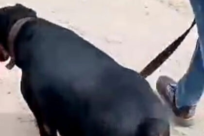 Bravery of UP police dog 'Diana', caught the accused of cow slaughter after running 2.5 km