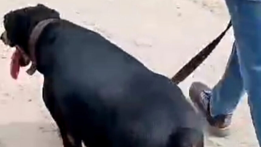 Bravery of UP police dog 'Diana', caught the accused of cow slaughter after running 2.5 km