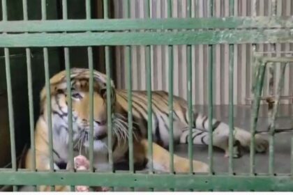 Amazing! This tiger keeps a fast one day a week, does not eat or drink anything for 24 hours