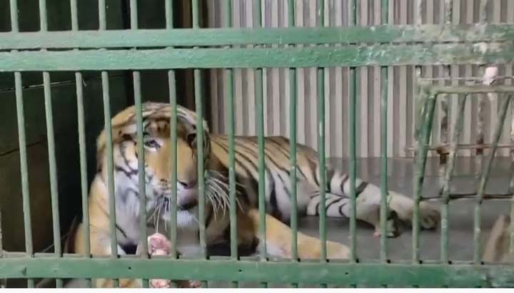 Amazing! This tiger keeps a fast one day a week, does not eat or drink anything for 24 hours