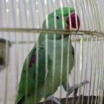 Parrot can get you a grinding mill in jail for three years