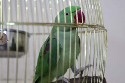 Parrot can get you a grinding mill in jail for three years