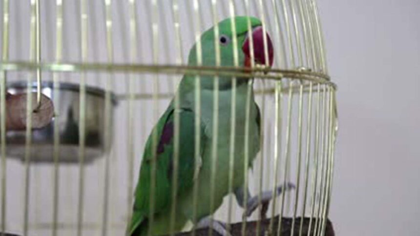 Parrot can get you a grinding mill in jail for three years