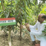 Eating this mango will remind you of the martyrs, prepared by a gardener from Malihabad