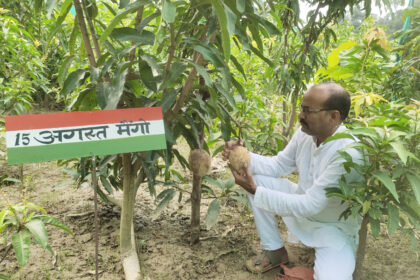 Eating this mango will remind you of the martyrs, prepared by a gardener from Malihabad