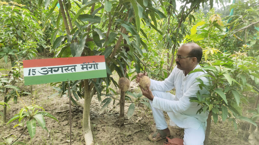 Eating this mango will remind you of the martyrs, prepared by a gardener from Malihabad