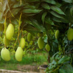 Mangoes of Uttar Pradesh will increase the pride of the country and the world, the government has given big relief to the producers