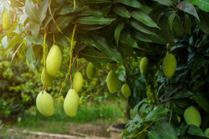 Mangoes of Uttar Pradesh will increase the pride of the country and the world, the government has given big relief to the producers