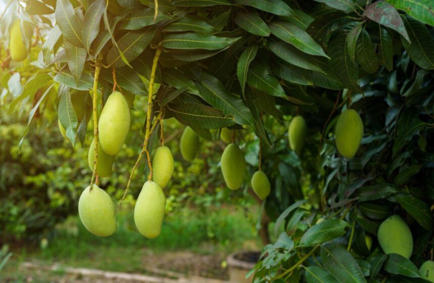 Mangoes of Uttar Pradesh will increase the pride of the country and the world, the government has given big relief to the producers