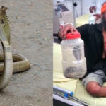 'Doctor sahab, it bit me', a man reached the hospital after locking the cobra in a toffee box