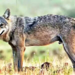 The terror of man-eating wolf is increasing in Bahraich, it has made many people its victims