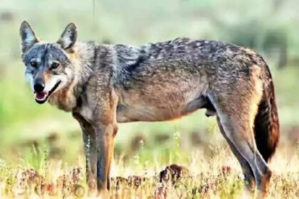 The terror of man-eating wolf is increasing in Bahraich, it has made many people its victims