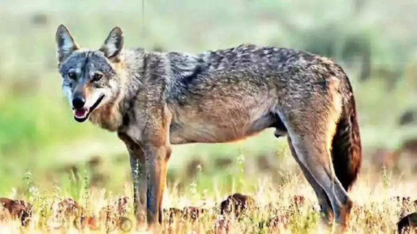 The terror of man-eating wolf is increasing in Bahraich, it has made many people its victims