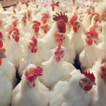 Bird flu outbreak in Odisha, thousands of chickens to be killed in Pipli