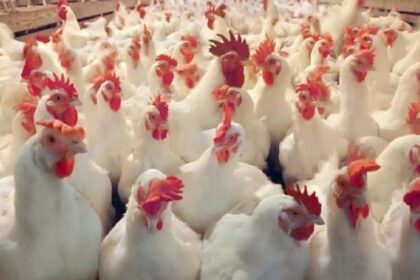 Bird flu outbreak in Odisha, thousands of chickens to be killed in Pipli