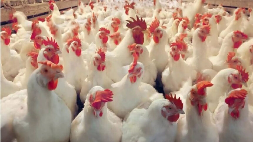 Bird flu outbreak in Odisha, thousands of chickens to be killed in Pipli