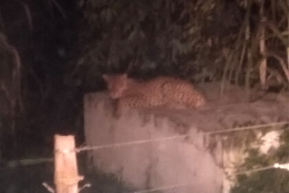 Leopard near human population in Pilibhit: Panic among villagers, forest department team engaged in monitoring