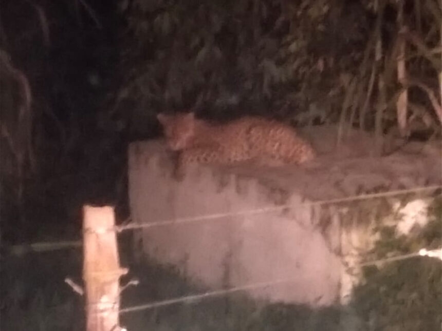 Leopard near human population in Pilibhit: Panic among villagers, forest department team engaged in monitoring