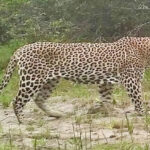 Leopard spreads terror in Rampur village, forest department installs cage