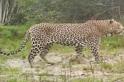 Leopard spreads terror in Rampur village, forest department installs cage