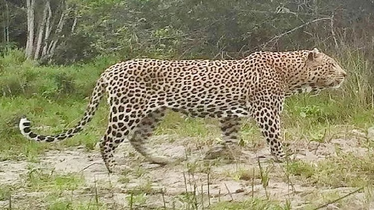 Leopard spreads terror in Rampur village, forest department installs cage