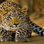 Fear of leopard in Barabanki, forest department engaged in search