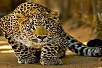 Fear of leopard in Barabanki, forest department engaged in search