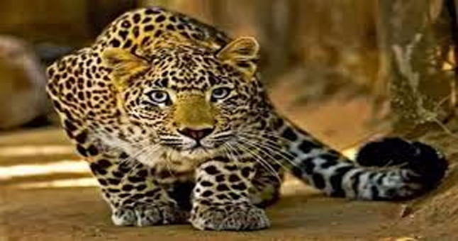 Fear of leopard in Barabanki, forest department engaged in search