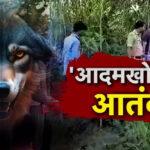 Wolf took away the girl sleeping with her mother: In Bahraich, he ate both the hands of the child, mother fainted after seeing the dead body; has killed 10 children in 48 days