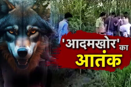 Wolf took away the girl sleeping with her mother: In Bahraich, he ate both the hands of the child, mother fainted after seeing the dead body; has killed 10 children in 48 days