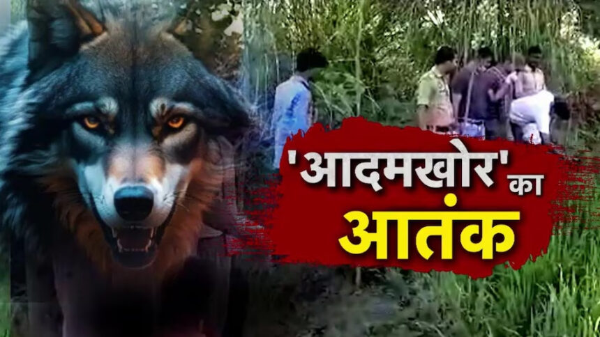 Wolf took away the girl sleeping with her mother: In Bahraich, he ate both the hands of the child, mother fainted after seeing the dead body; has killed 10 children in 48 days