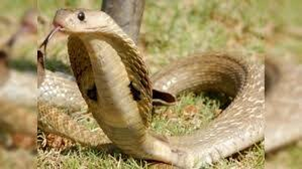 A poisonous snake bit a father and son who were sleeping together, the son died and there was mourning in the house