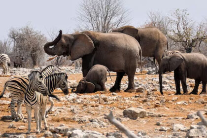 People are starving in Namibia, they will satisfy their hunger by eating elephants and zebras, the government has ordered the killing of 723 wild animals