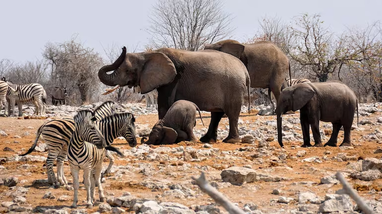 People are starving in Namibia, they will satisfy their hunger by eating elephants and zebras, the government has ordered the killing of 723 wild animals