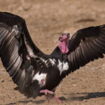 The world's first conservation and breeding center for the Asian King vulture species will be set up in Maharajganj, Uttar Pradesh