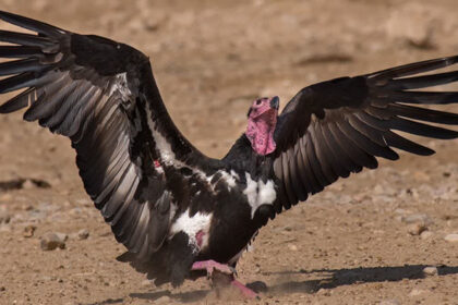 The world's first conservation and breeding center for the Asian King vulture species will be set up in Maharajganj, Uttar Pradesh