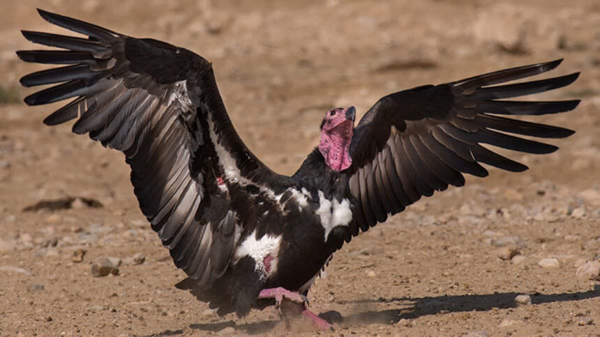 The world's first conservation and breeding center for the Asian King vulture species will be set up in Maharajganj, Uttar Pradesh