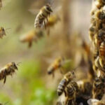 Bees attacked the farmer and he died