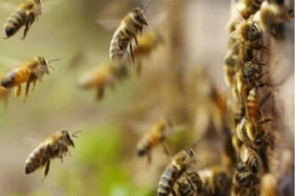 Bees attacked the farmer and he died